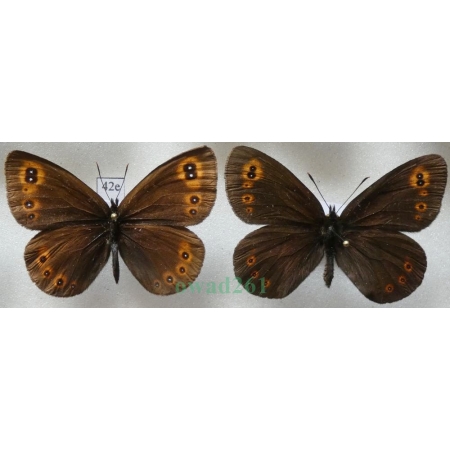 Erebia medusa (Denis & Schiffermüller, 1775) pair Górówka meduza Poland42e